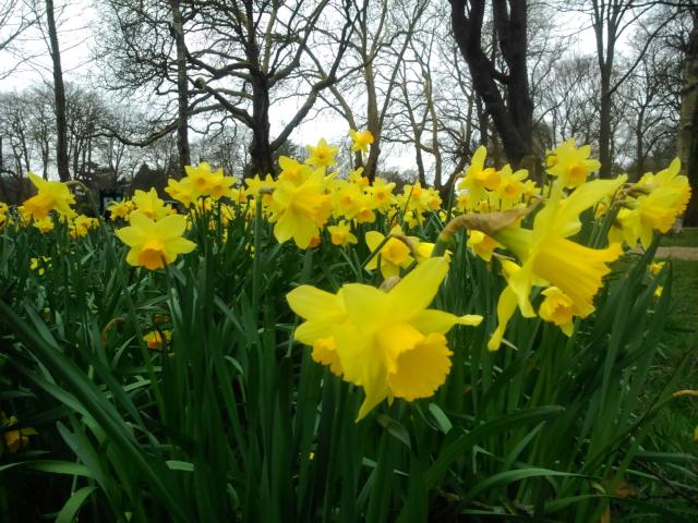 Daffodils