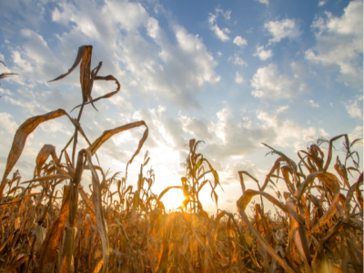 Corn field with dying crops and blue cloudy sky